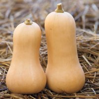 Three Mini Squash Varieties to Grow This Year