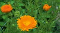 Calendula photo from Grow Your Own Healing Herbal Gardens.