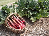 Rhubarb Liqueur — A Unique Idea for Enjoying This Seasonal Stalk